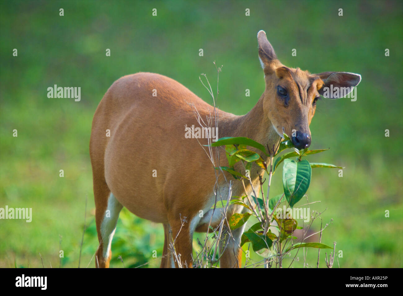 Weibliche rote oder gemeinsame Muntjac Hirsche, Muntiacus Muntjak, im Nationalpark Khao Yai, Thailand Stockfoto