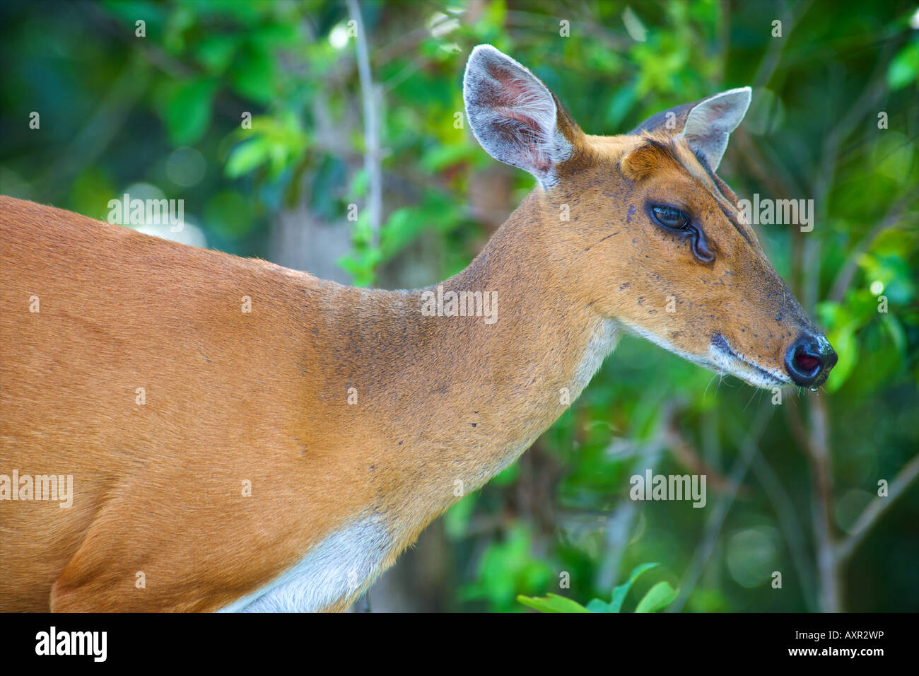 Weibliche rot oder gemeinsame Muntjac Rotwild auch bekannt als bellende Hirsche, Muntiacus Muntjak in Khao Yai Nationalpark Thailand Stockfoto