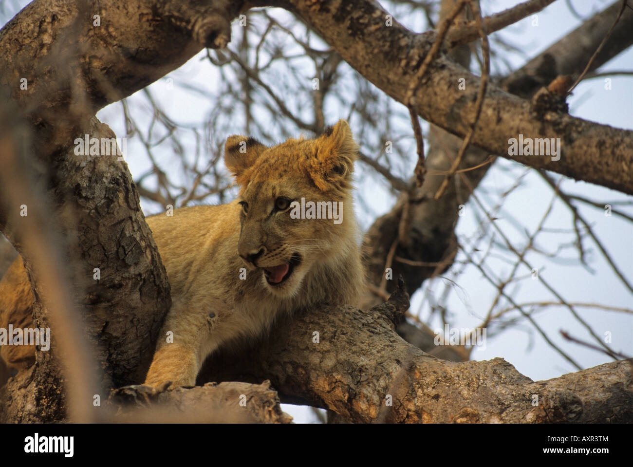 African Lion Spielen in einem Baum in einem Naturschutzgebiet in Südafrika. Stockfoto