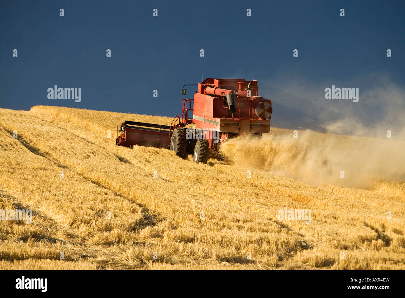 Kombinieren Sie beim Ernten von Weizen. Stockfoto