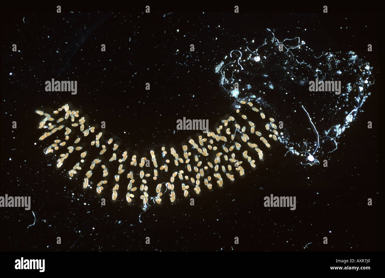Aquatische Ei Masse von einer Mücke Chironomus Riparius Bloodworm verwendet als Indikator Stockfoto