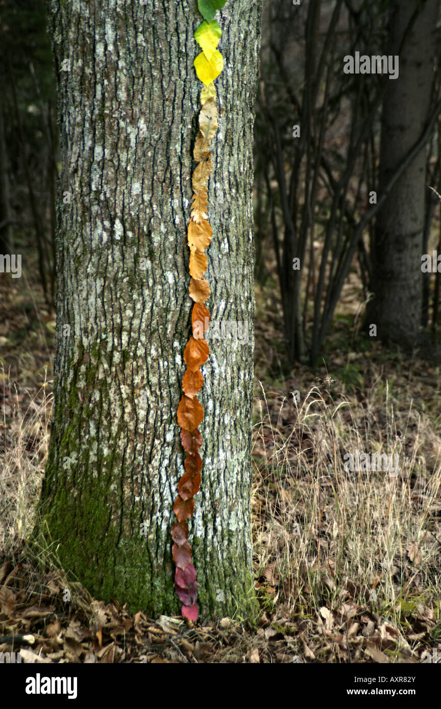 Land Kunst Landart bunte Blätter ausgerichteten sortiert Farbe Baumstamm Regenbogen fuzzy grün gelb rot braune Linie Wald feine Herbst Stockfoto