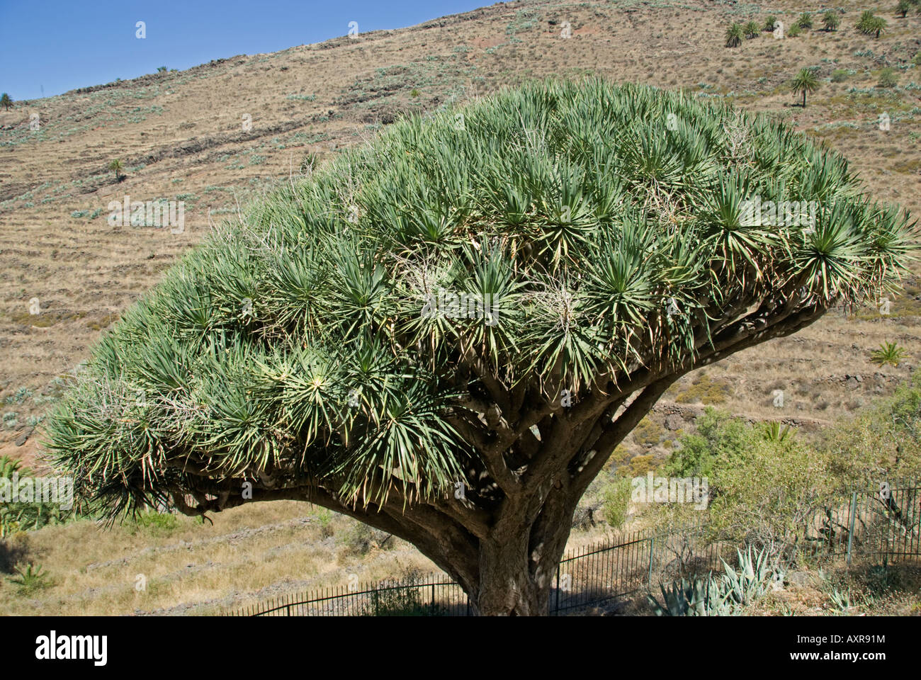 Drachenbaum, La Gomera, Kanarische Inseln, Spanien Stockfotografie - Alamy