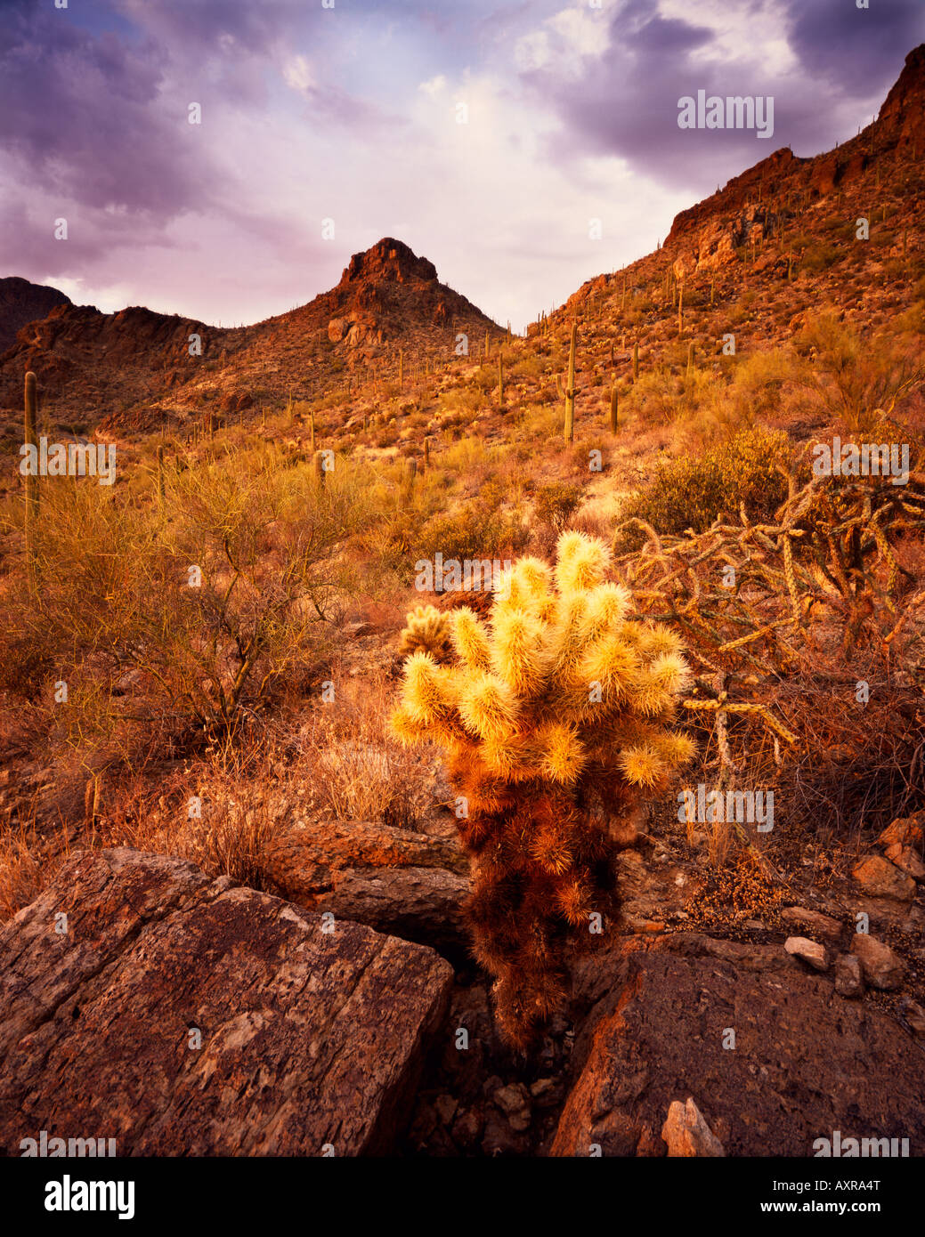 Teddy Bear Cholla in den Tucson Mountains während einer Lichtung Sommer Monsun Sturm Stockfoto