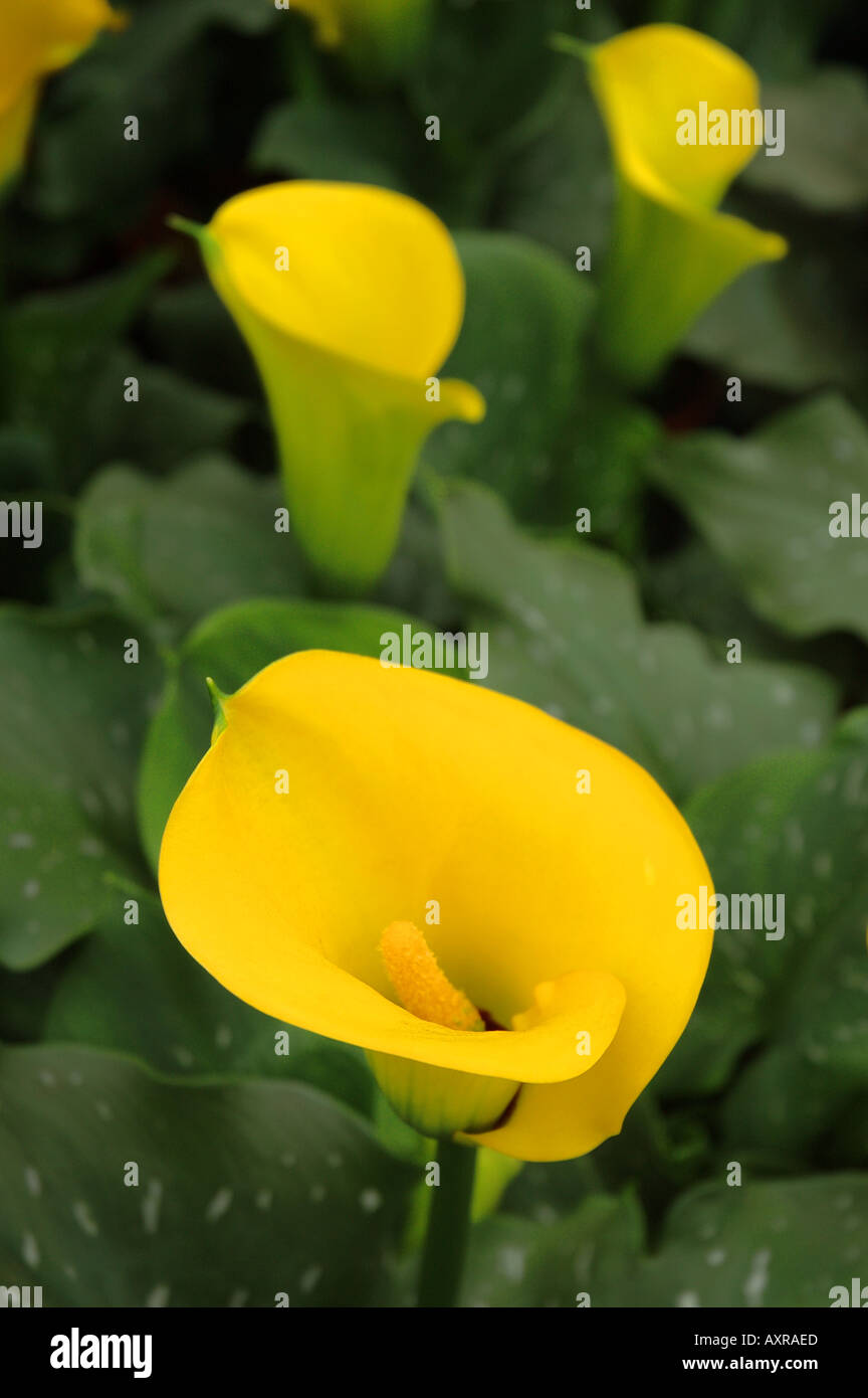 Calla Lilly. Stockfoto