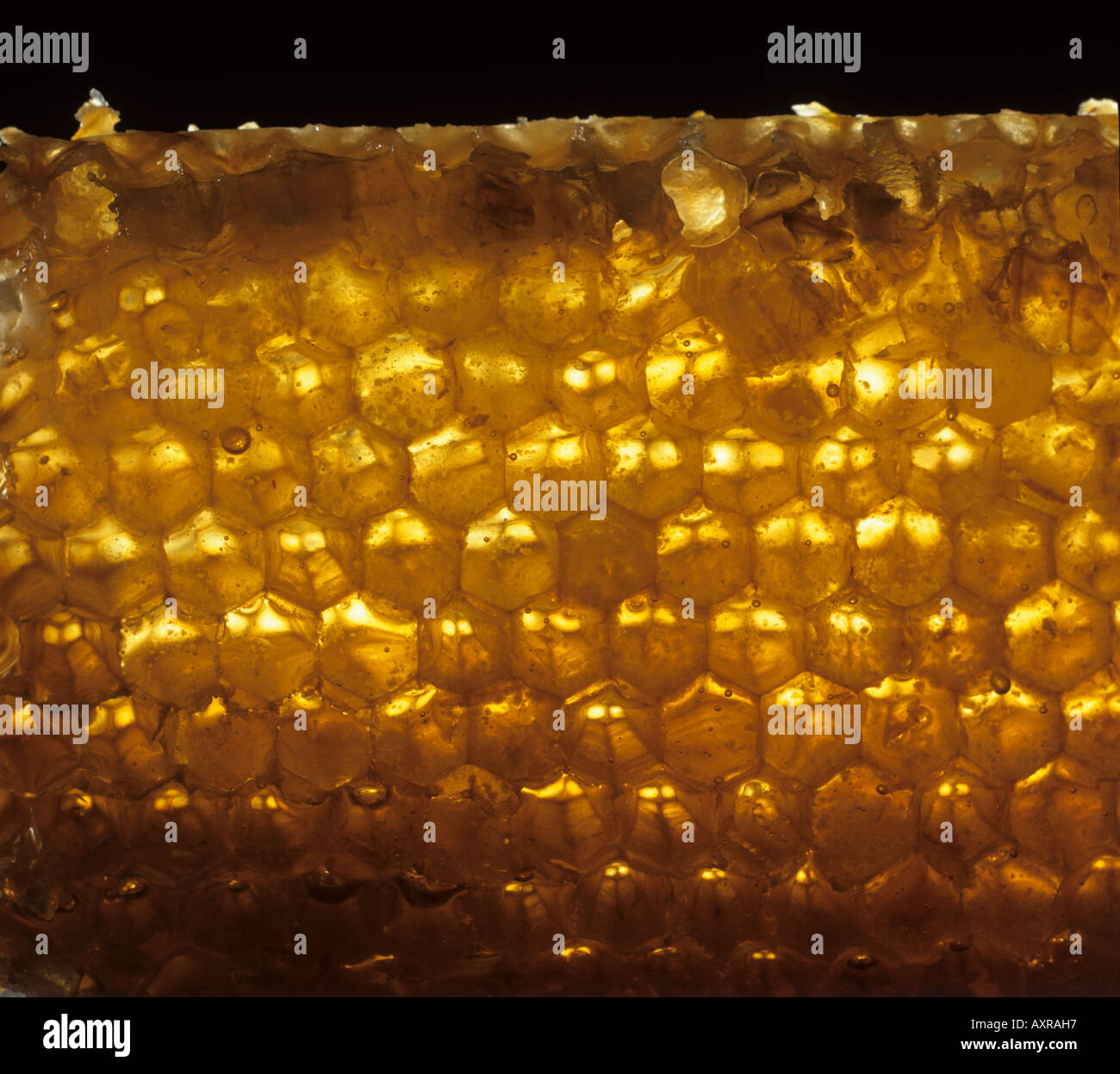 Licht durch einen Kamm Honig von Honigbiene Stockfoto