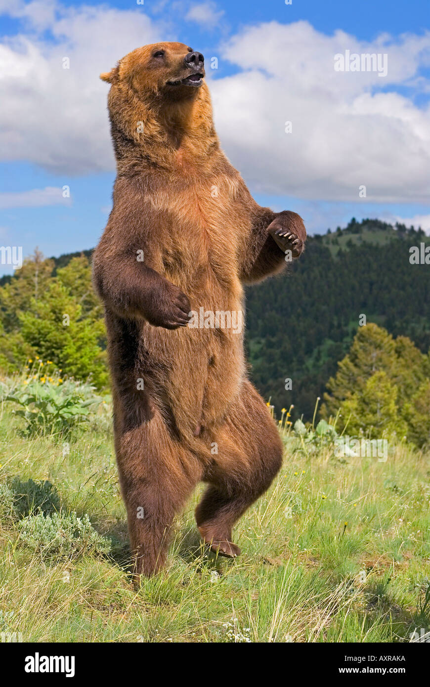 Grizzly Bär stehend am hinteren Beine Stockfoto