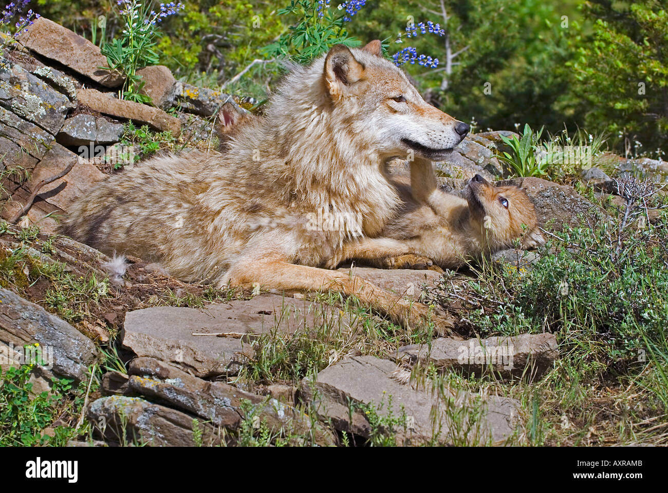 Mutter Wolf mit jungen Stockfoto