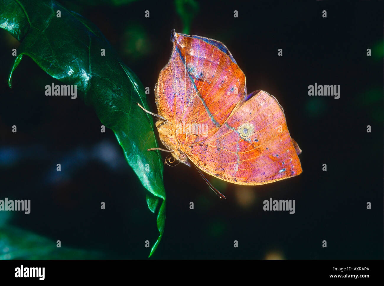 Leafwing Schmetterling Stockfoto