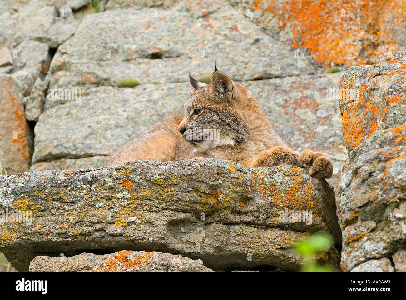Junge kanadische Luchs auf Felsvorsprung Stockfoto