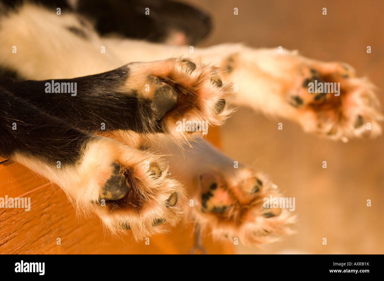 DIE FÜßE UND PFOTEN EINER KANADISCHEN INUIT DOG WINTERGREEN WINTERCAMPING LODGE Stockfoto