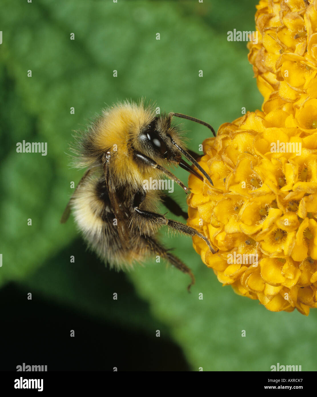 Bumblebee Bombus Hortorum Fütterung auf Sommerflieder Buddleja Globosa flowerhead Stockfoto