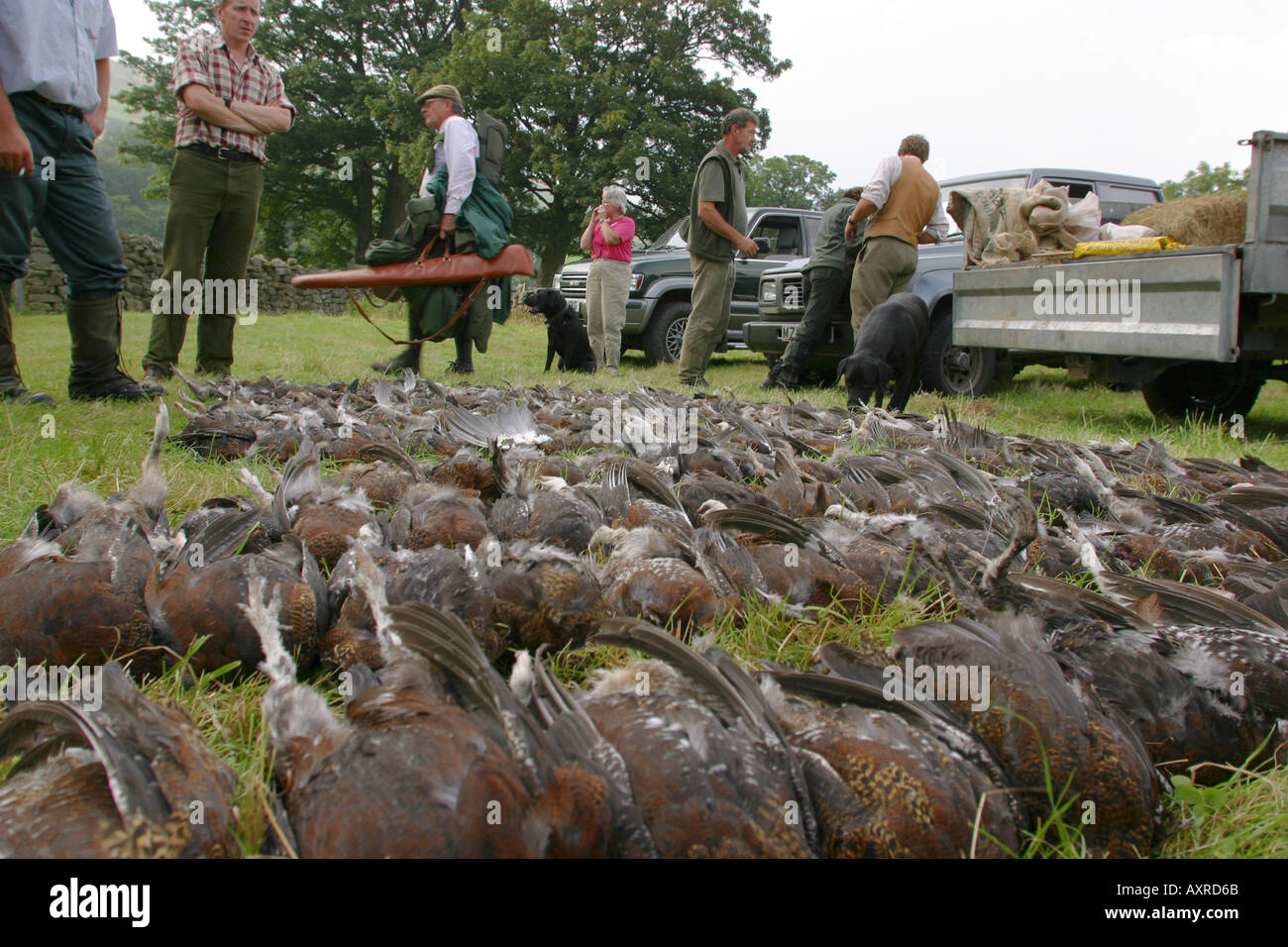 Das Tag s Tasche der Auerhahn auf einem Yorkshire-schießen Stockfoto