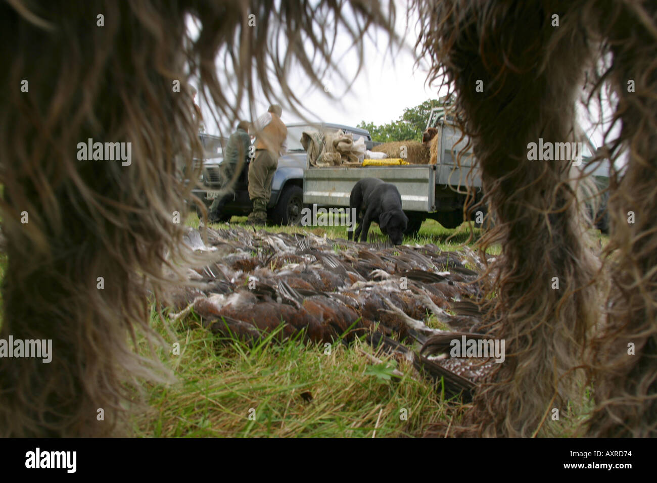 Blick durch die Beine der Jagdhunde am Tag s Tasche der Auerhahn auf einem Yorkshire-schießen Stockfoto