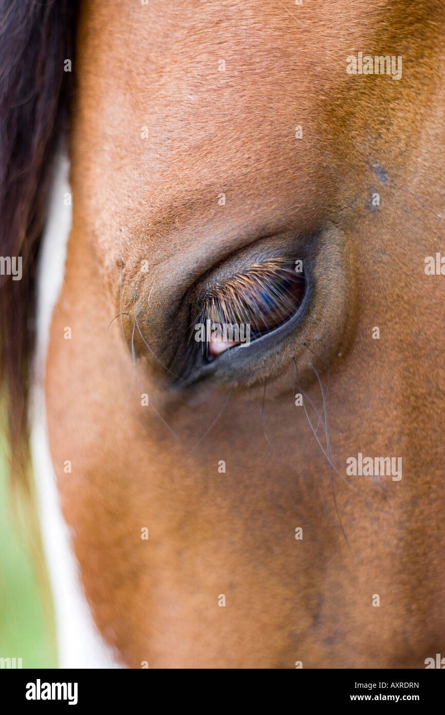 Auge des Pferdes Stockfoto
