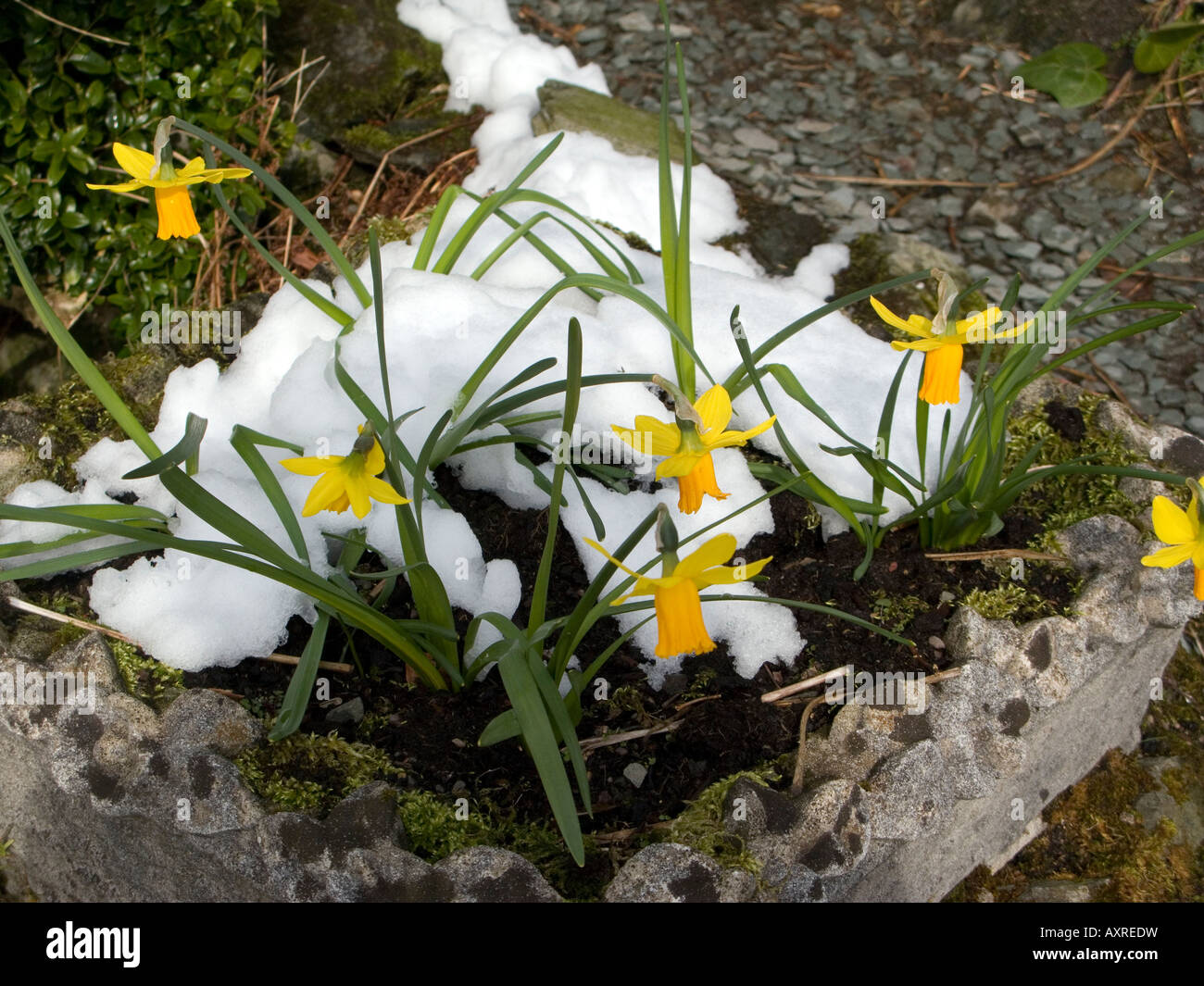 Wordsworth Narzissen im Schnee Lough Rigg über Grasmere Seenplatte Cumbria UK Ostern 2009 Teil einer Serie Stockfoto