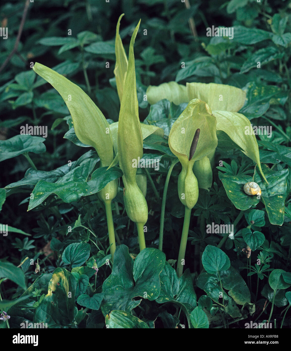 Arum Lilley oder Cuckoopint Arum Maculatum Blumen Stockfoto