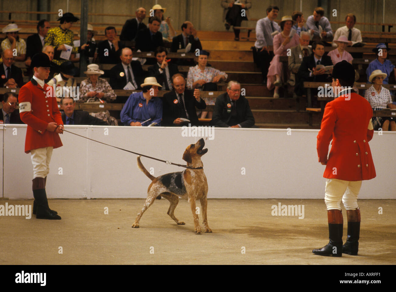 Dog Hound beim Festival of Hunting, Hound Show East of England County Show Peterborough Cambridgeshire England 1980er Jahre um 1985 UK HOMER SYKES Stockfoto