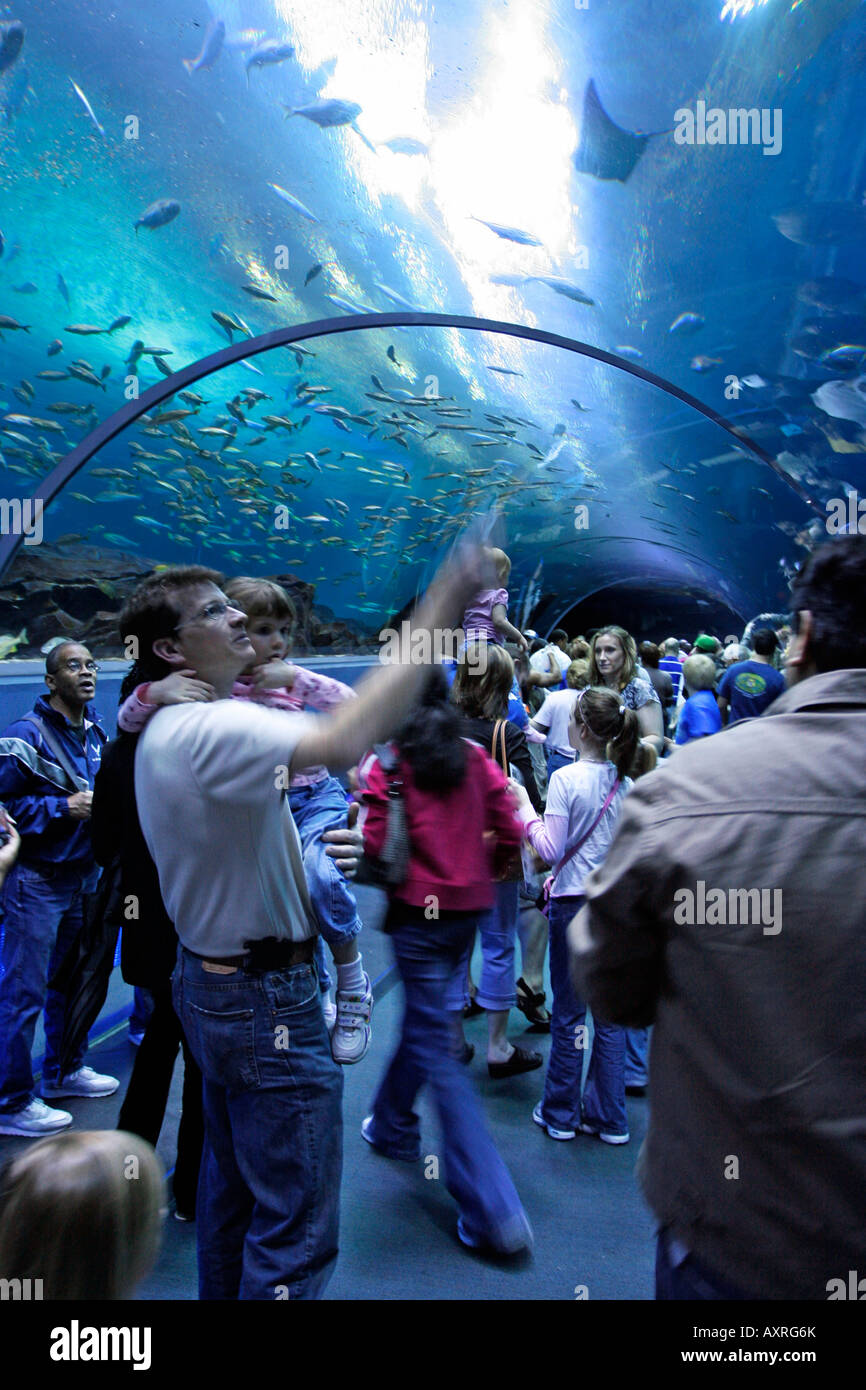 Menschen und Familien genießen das Meer Voyager ausstellen im Georgia Aquarium in Atlanta Stockfoto