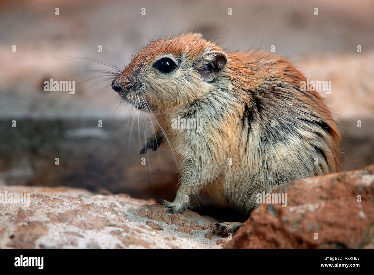 Fette Ratte Sand / Psammomys Obesus Stockfoto
