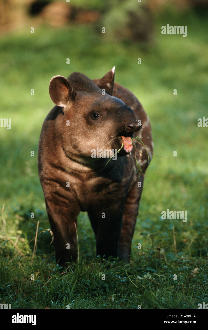 Brasilianischer Tapir (Tapirus terrestris), Junge, die Gras essen Stockfoto