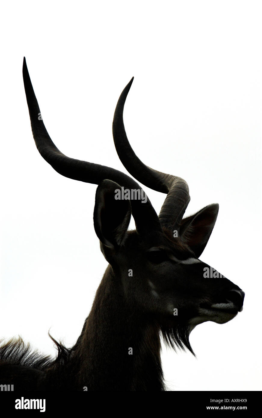 Tragelaphus Strepsiceros große kudu Stockfoto