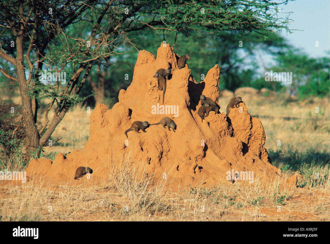 Zwerg-Mangusten sonnen sich auf eine Termite Mound Samburu National Reserve Kenia in Ostafrika Stockfoto