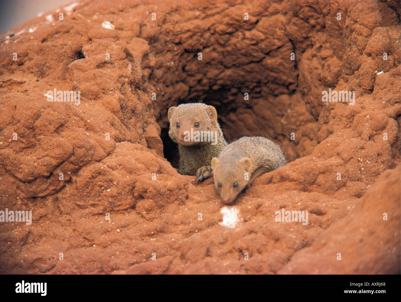 Zwei Zwerg Mangusten an der Mündung des ihrer Höhle in eine Termite-Hügel in Tsavo East Nationalpark Kenia in Ostafrika Stockfoto