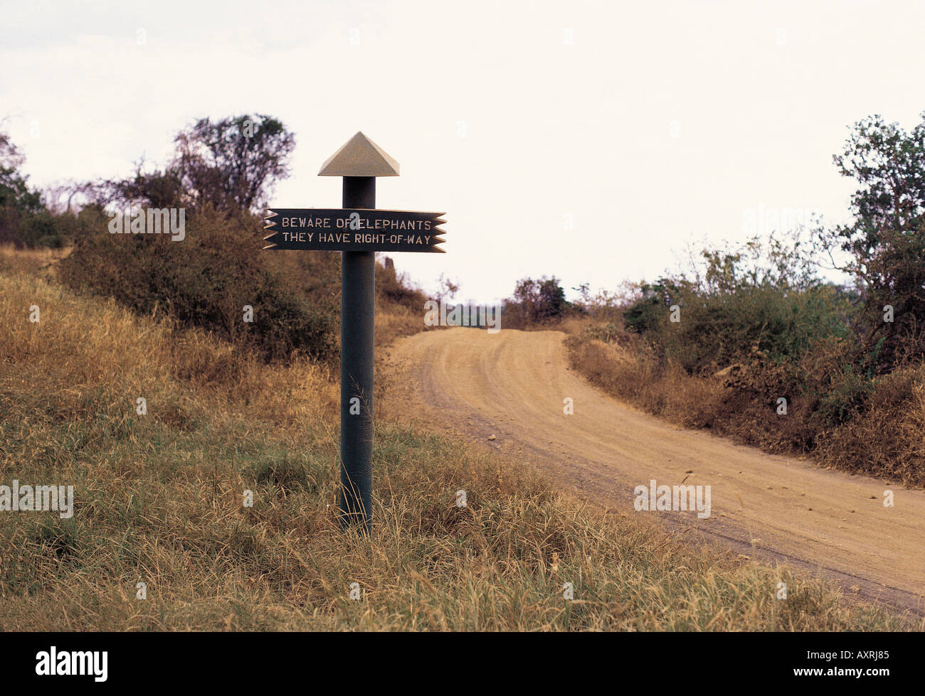 Straßenschild mit der Aufschrift Vorsicht des Elefanten sie haben Vorfahrt im Tsavo West Nationalpark Kenia in Ostafrika Stockfoto