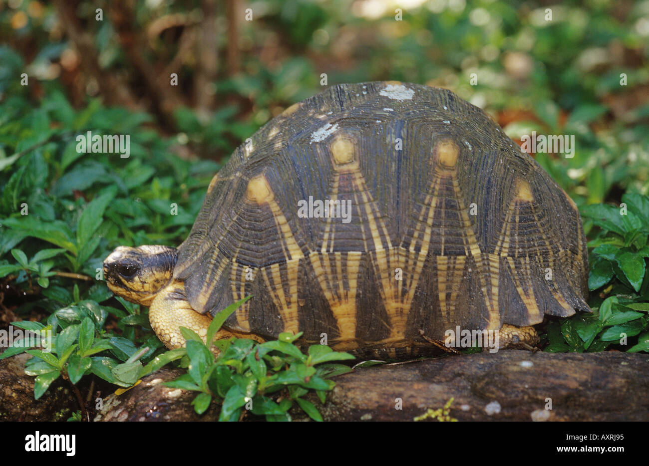 abgestrahlte Schildkröte seitliche Geochelone radiata Stockfoto