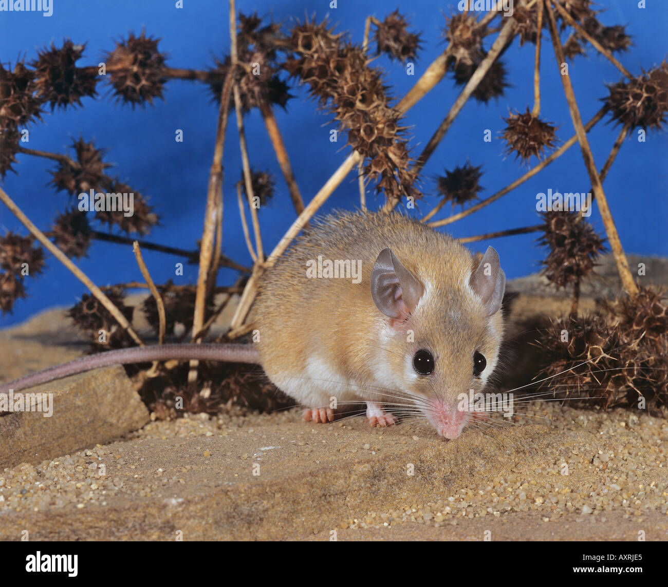 Kretische stacheligen Maus Acomys minous Stockfoto