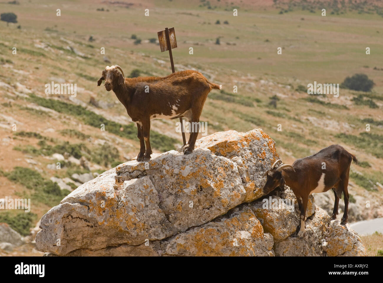 Ziegen in freier Wildbahn Stockfoto