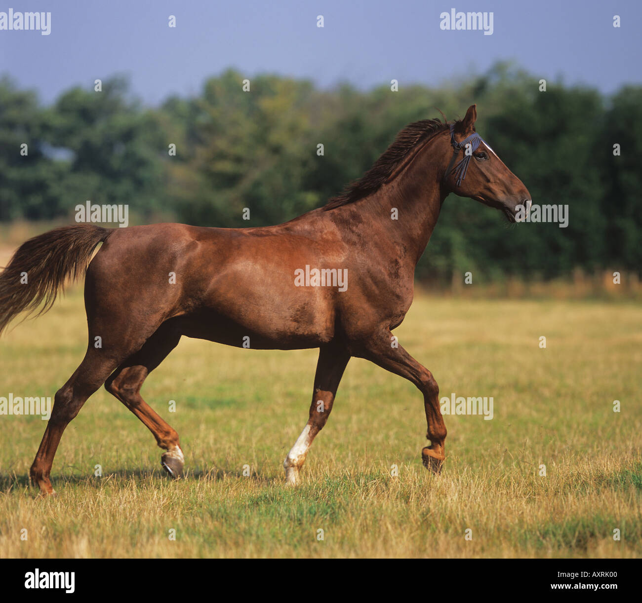 Belgische Endotherm Pferd im Trab auf Wiese Stockfoto