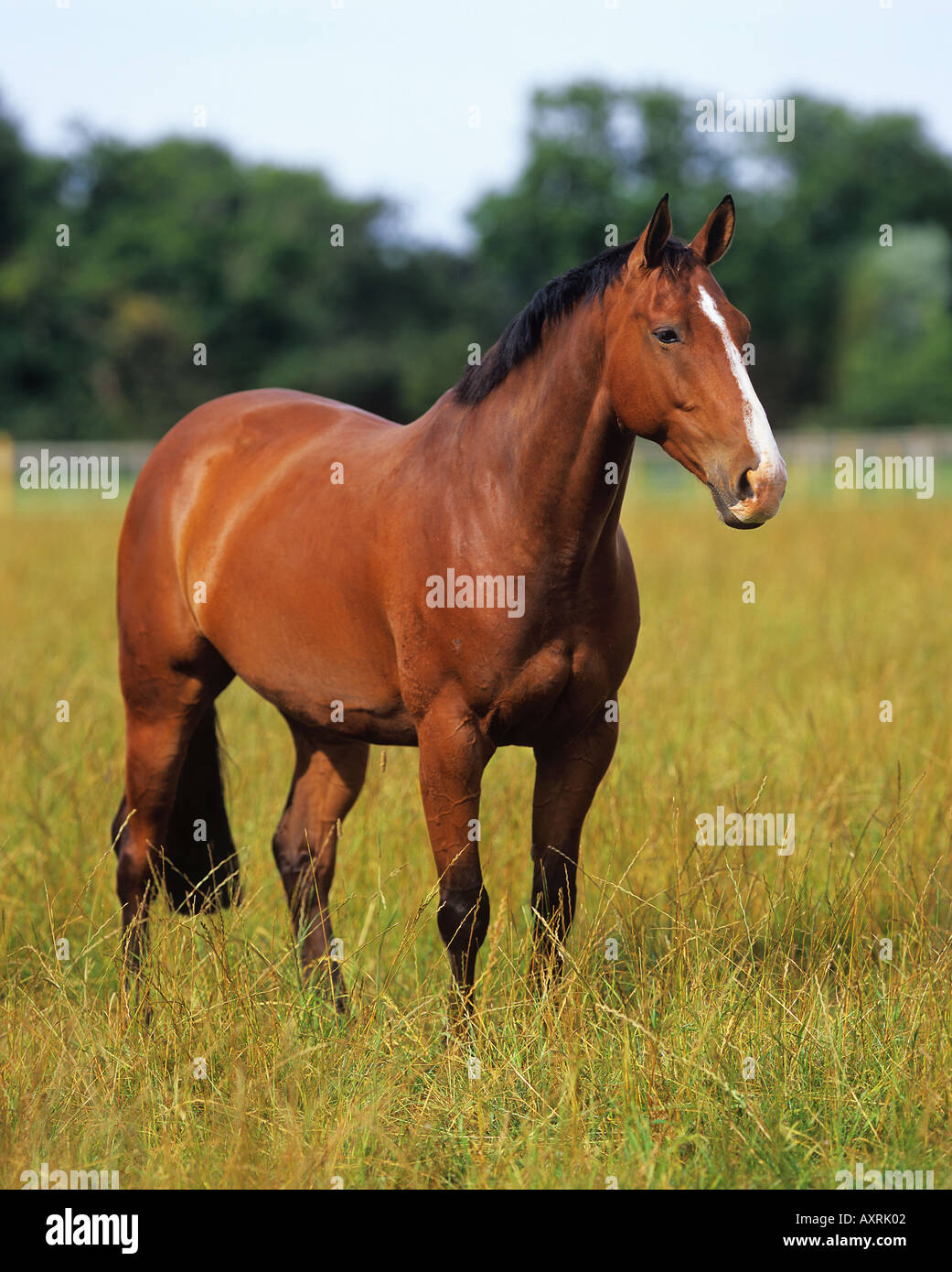 Niederländische Endotherm Pferd stehend auf Wiese Stockfoto