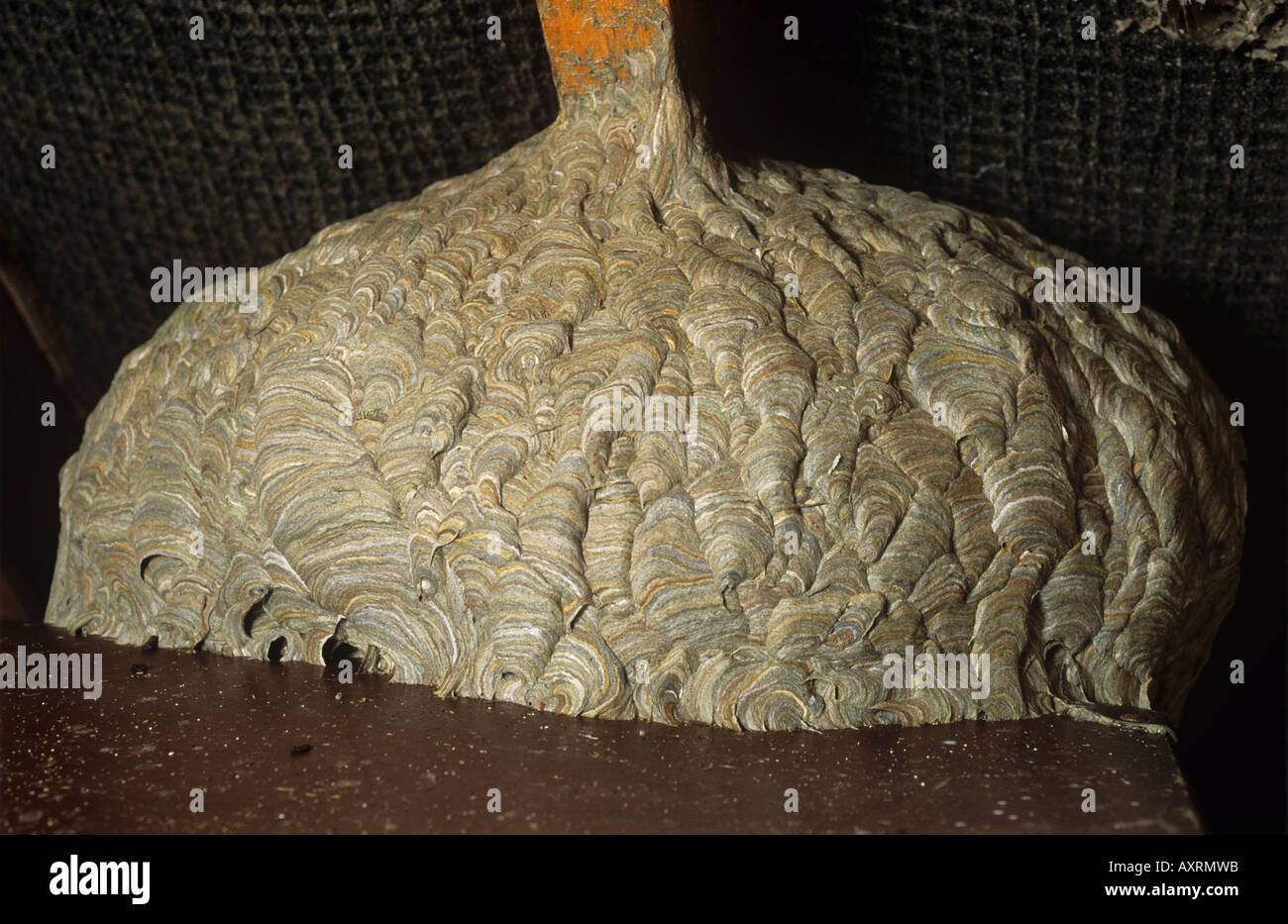 Gemeinsamen Wespe Vespula Vulgaris Nest gebaut wieder ein ein Haus Dach Holz Stockfoto