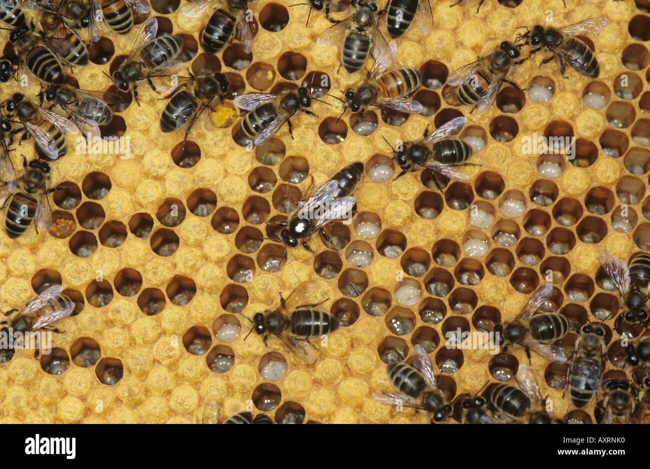 Honig Biene Apis Mellifera Königin weißen Fleck und Beschäftigte mit Bienenstock Brutzellen Stockfoto