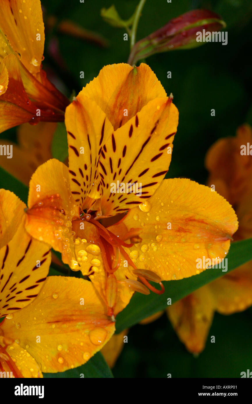 Lily Stockfoto, Bild: 5519872 - Alamy