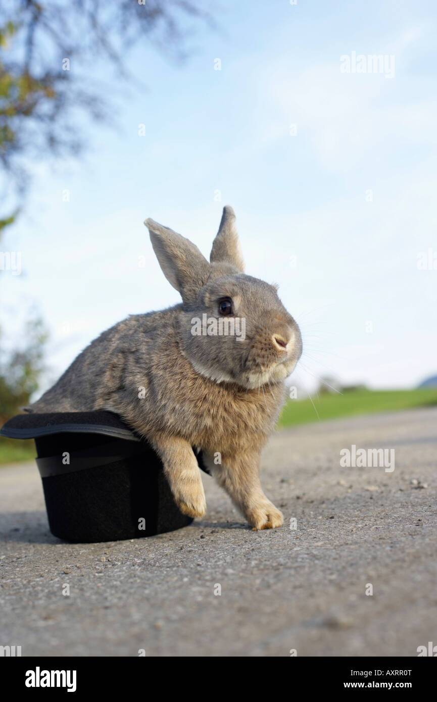 Graues Kaninchen sitzen in einen Zylinder, selektiven Fokus Stockfoto