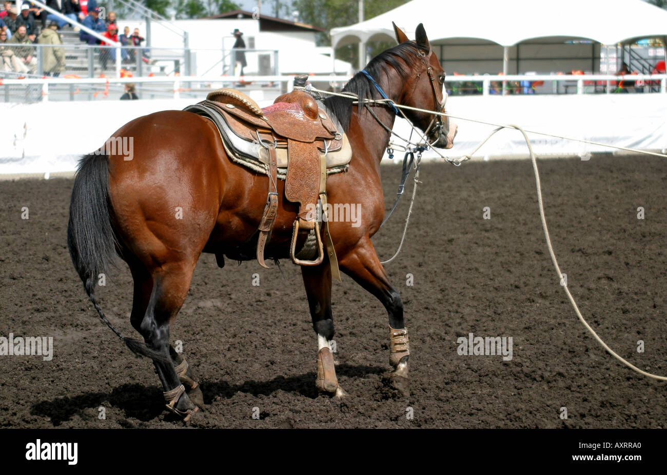 KALB ROPING; die gut ausgebildeten Pferd Stockfoto