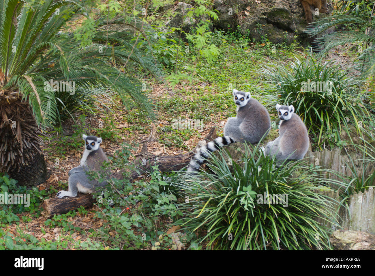 Ring-Tailed Lemuren im Lowry Park Zoo in Tampa Florida USA Stockfoto