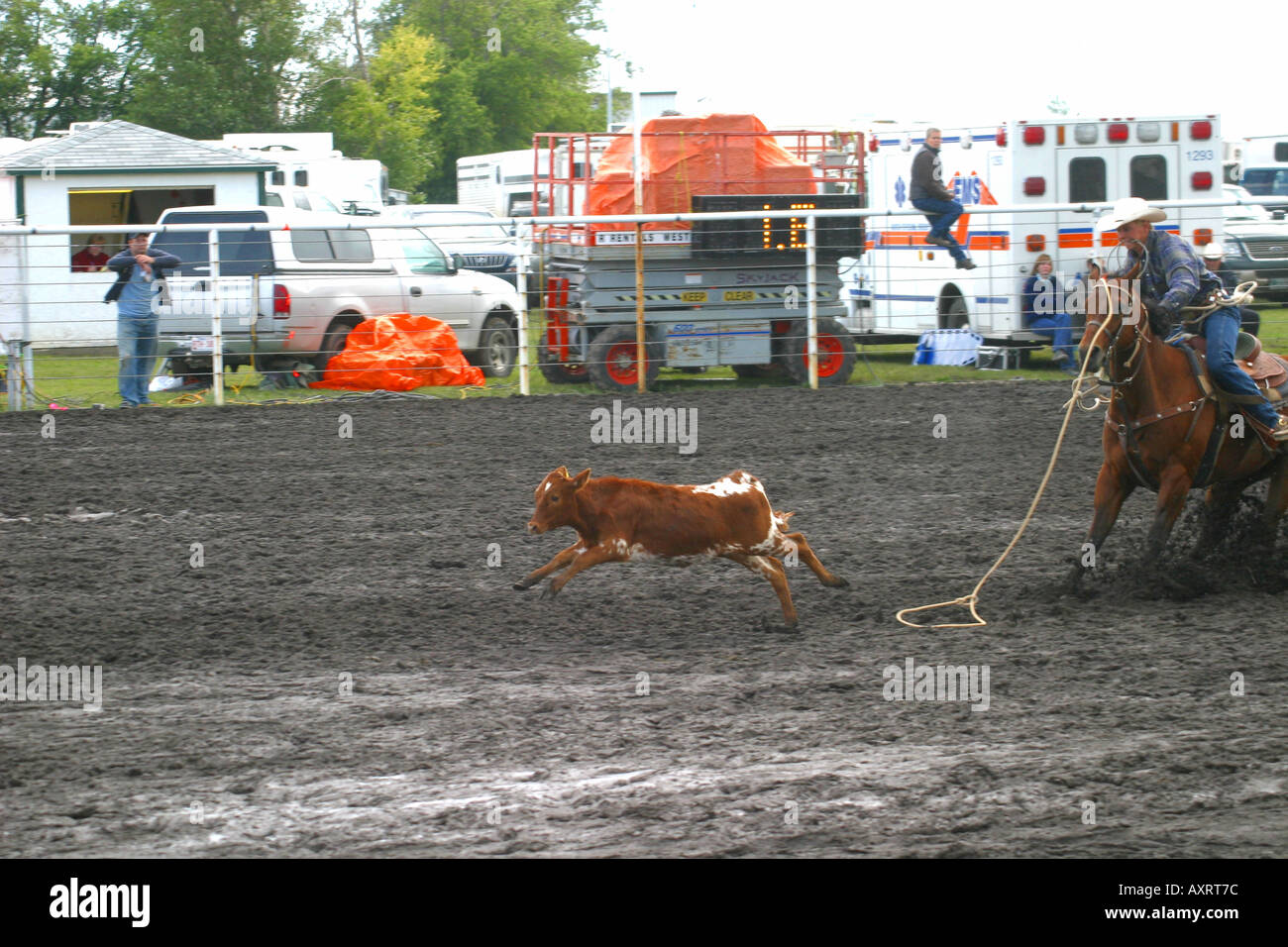 KALB ROPING Stockfoto