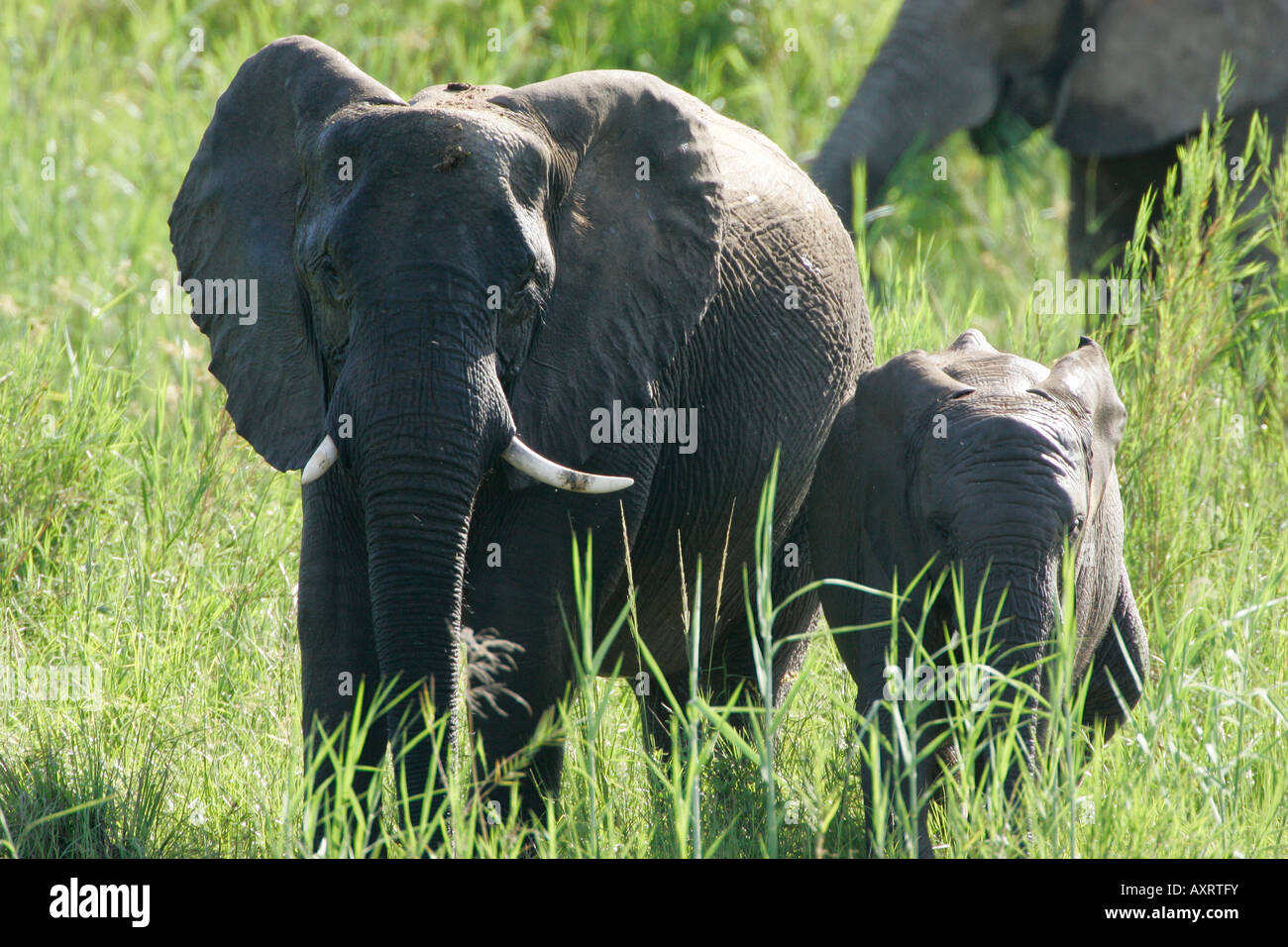 Afrikanischer Elefant deformierte tusk Stockfoto