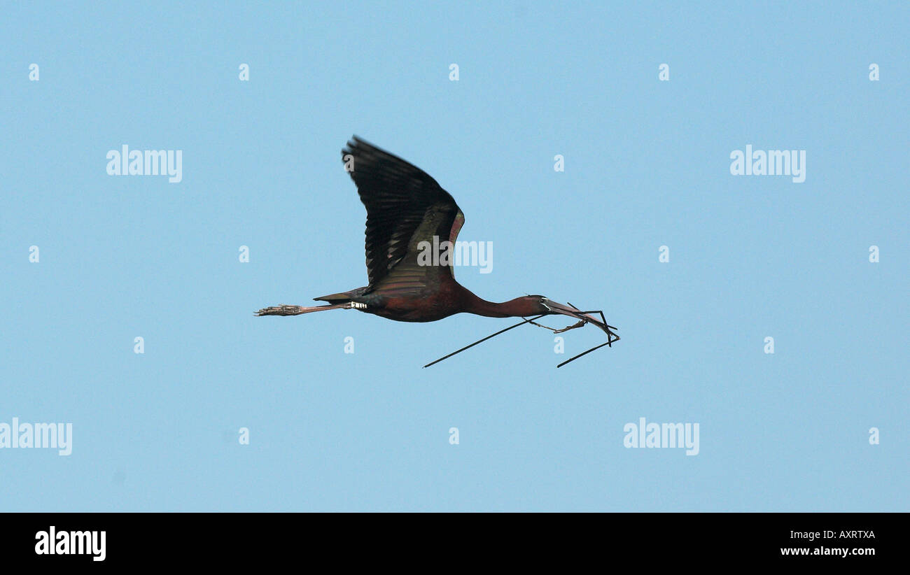Sichler in Flug Plegadis Falcinellus Coto Donana Andalusien Stockfoto