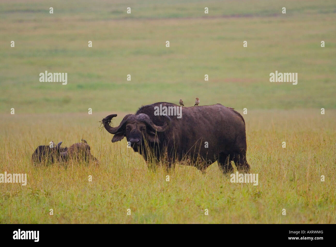 BUFFALO SYNCERUS CAFFER Stockfoto