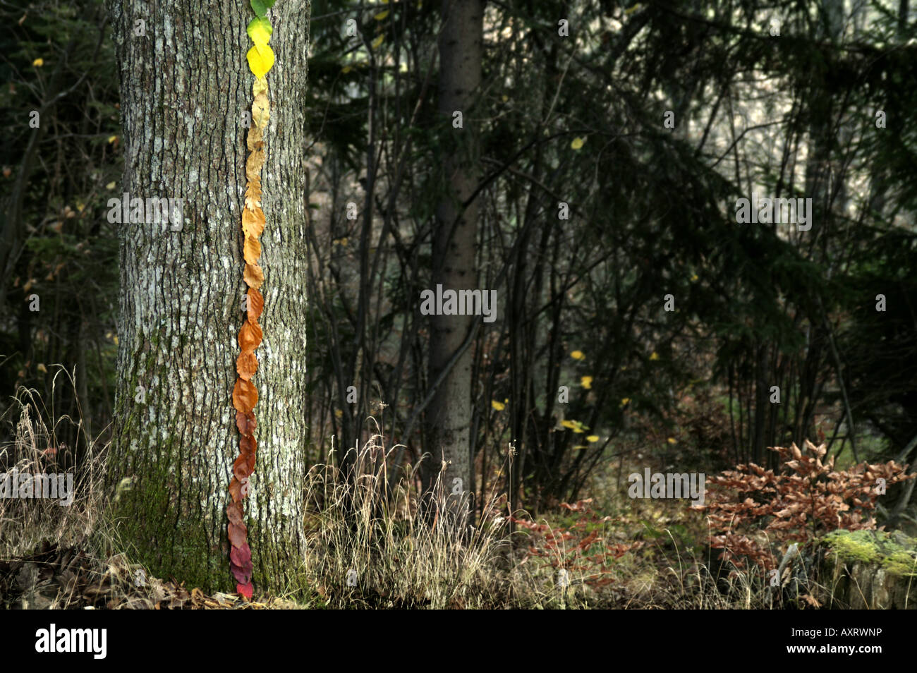 Land Kunst Landart bunte Blätter ausgerichteten sortiert Farbe Baumstamm Regenbogen fuzzy grün gelb rot braune Linie Wald feine Herbst Stockfoto