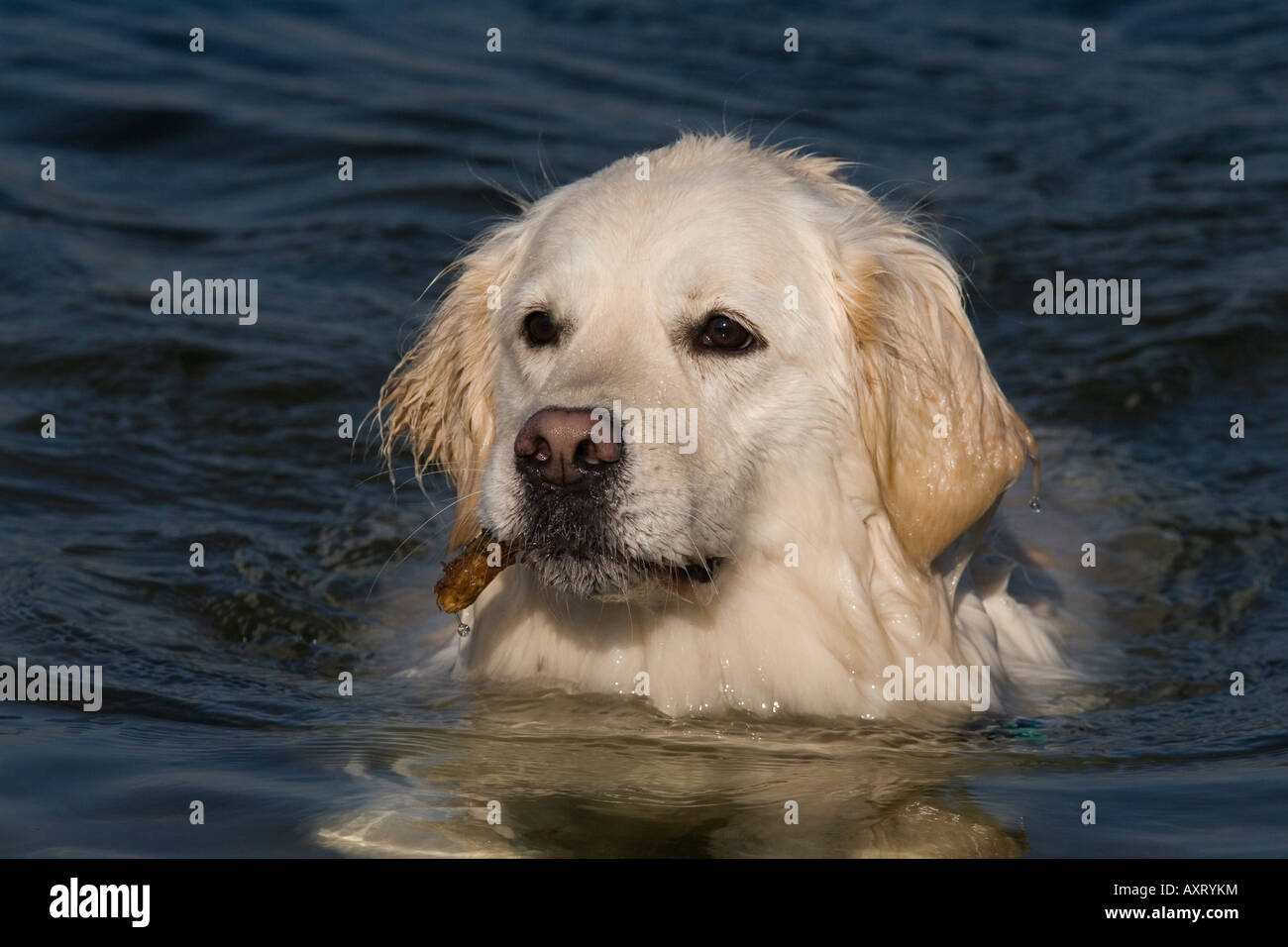 Golden Retriever schwimmen und mit stick Stockfoto