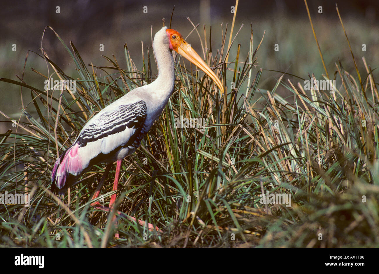 Bemalte Storch Mycteria leucocephala Stockfoto