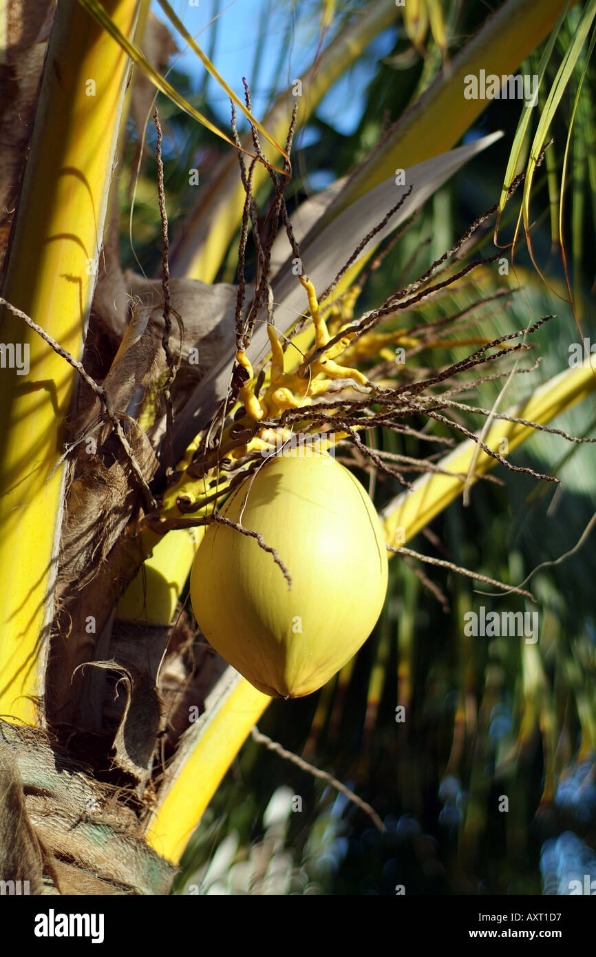 Playa Del Carmen Baum mit Kokosnüssen in Sonne Stockfoto