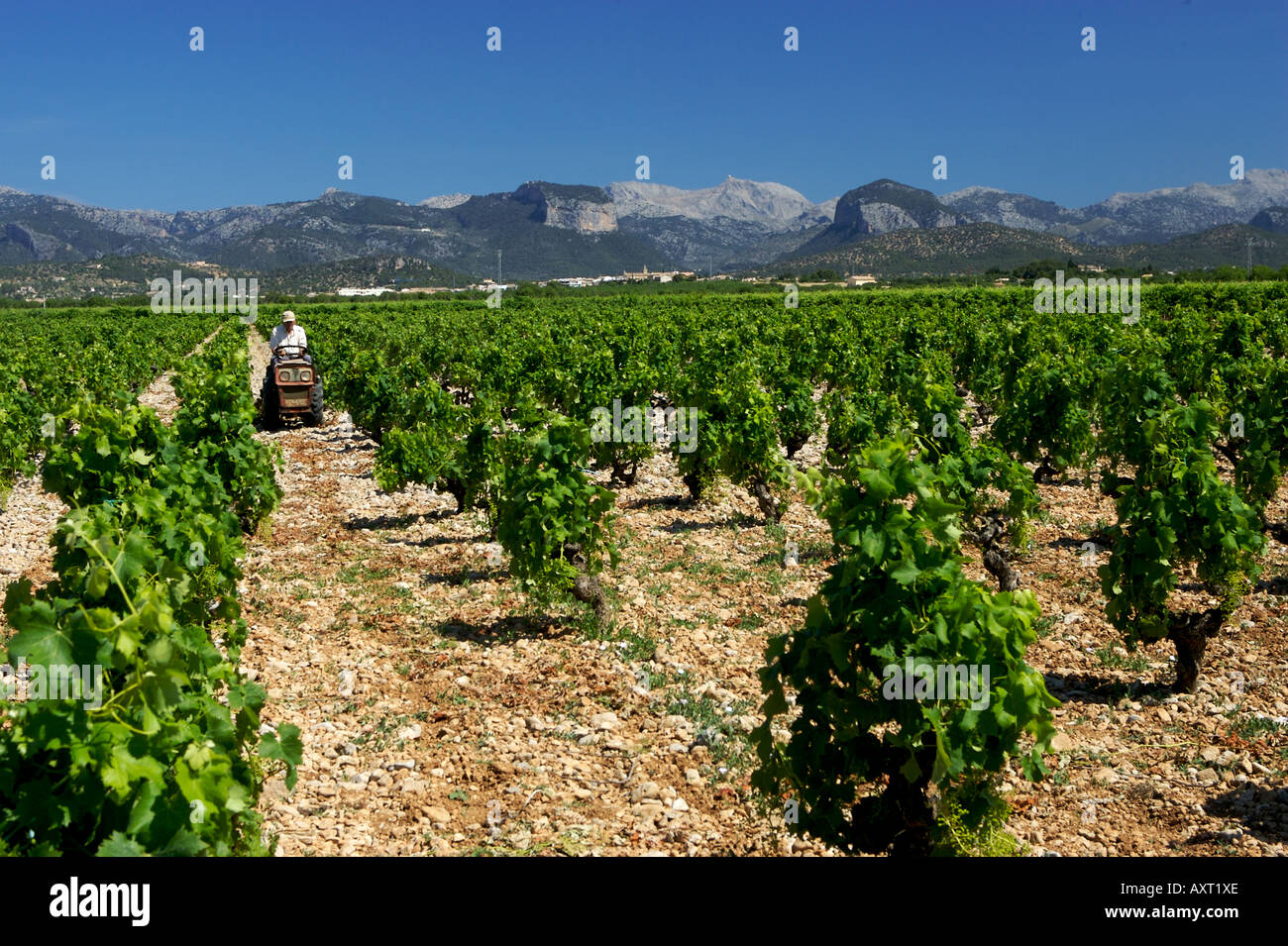 Mallorquinischen Weinberge von Binissalem Stockfoto