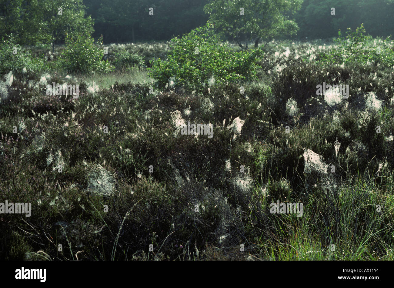 Spinnen-Webs auf Heidekraut bedeckt mit frühen Morgentau Hampshire Heide Stockfoto